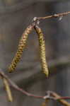 Eastern hophornbeam